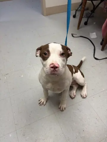 Holly