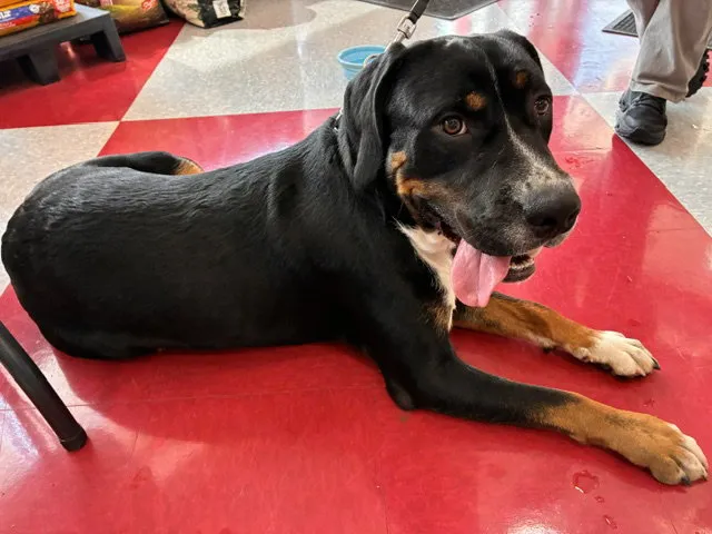 Max - Photo 1