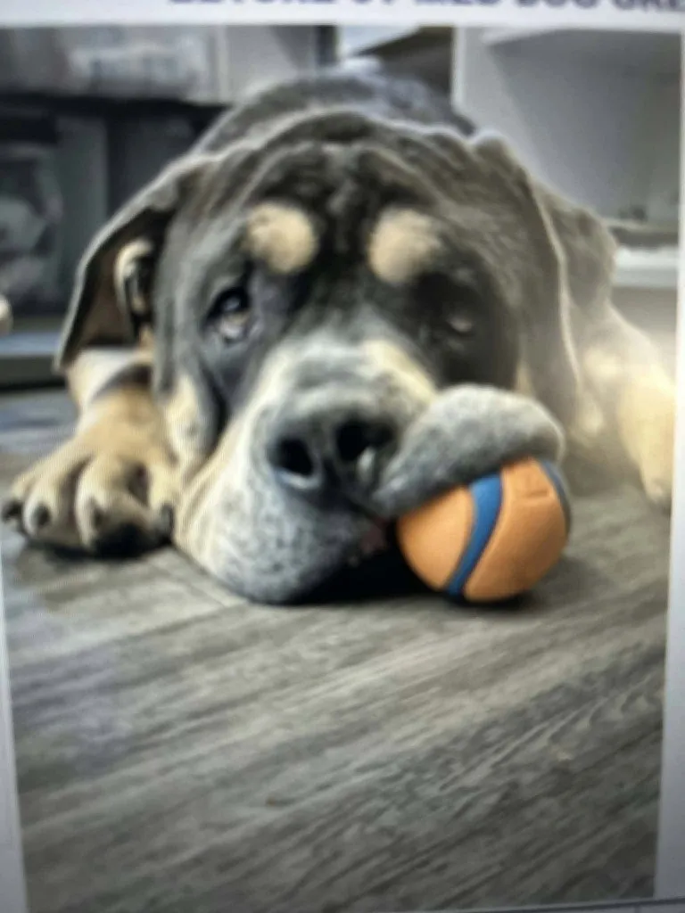 Eeyore - Photo 1