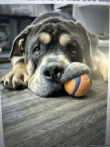 Eeyore