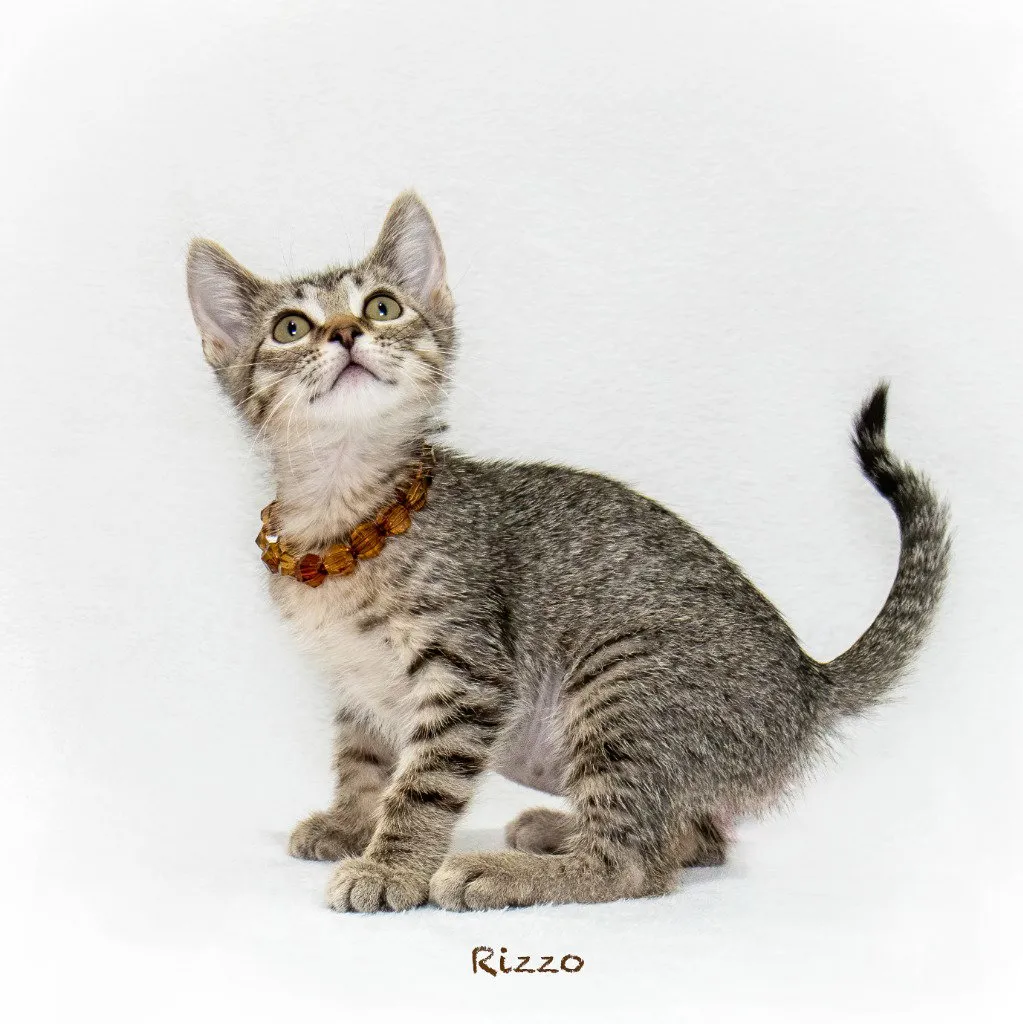 Rizzo - Photo 1