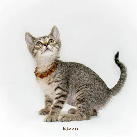 Rizzo