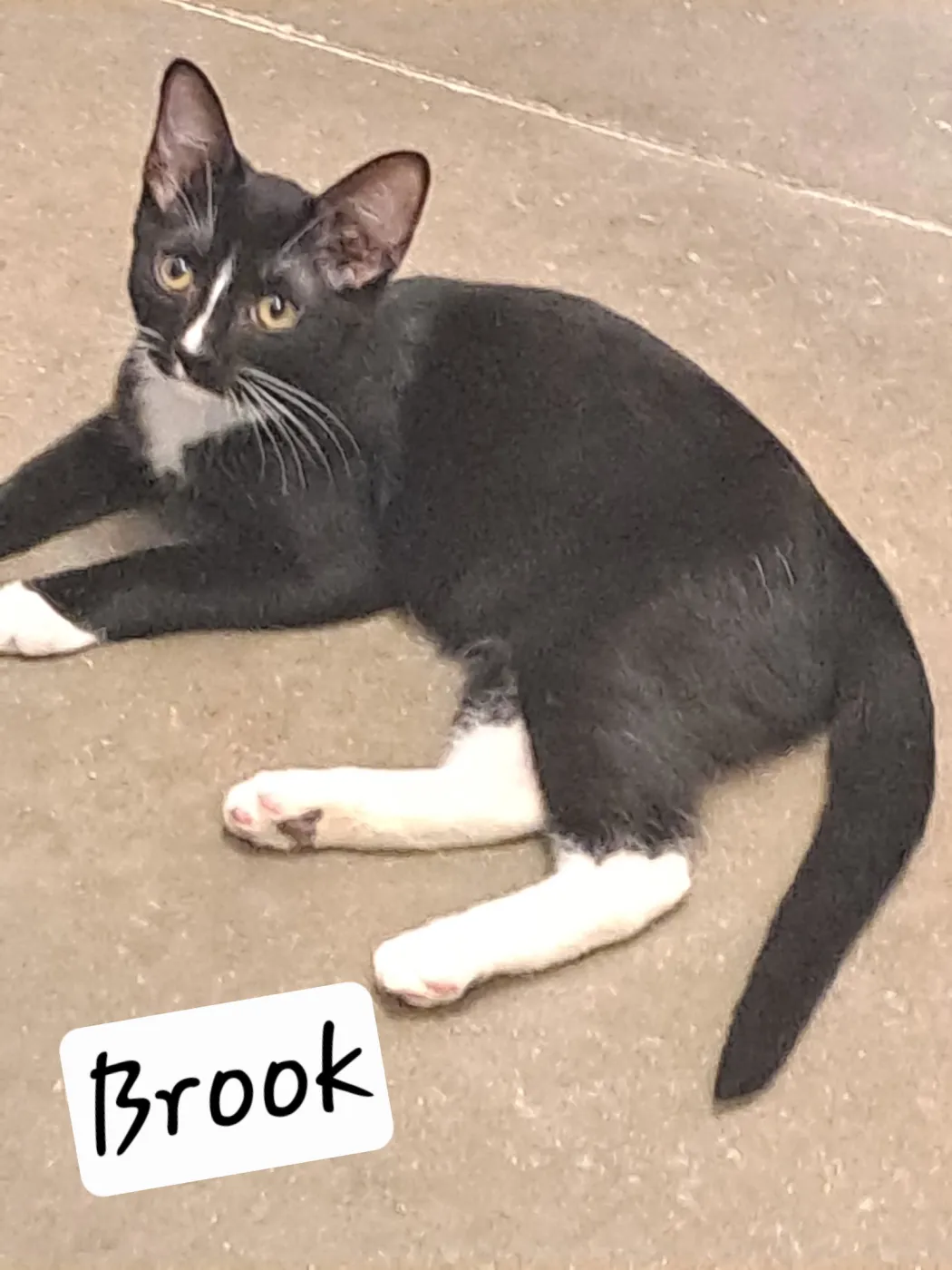 Brook - Photo 1