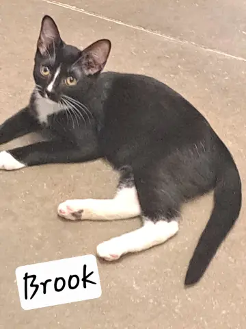 Brook