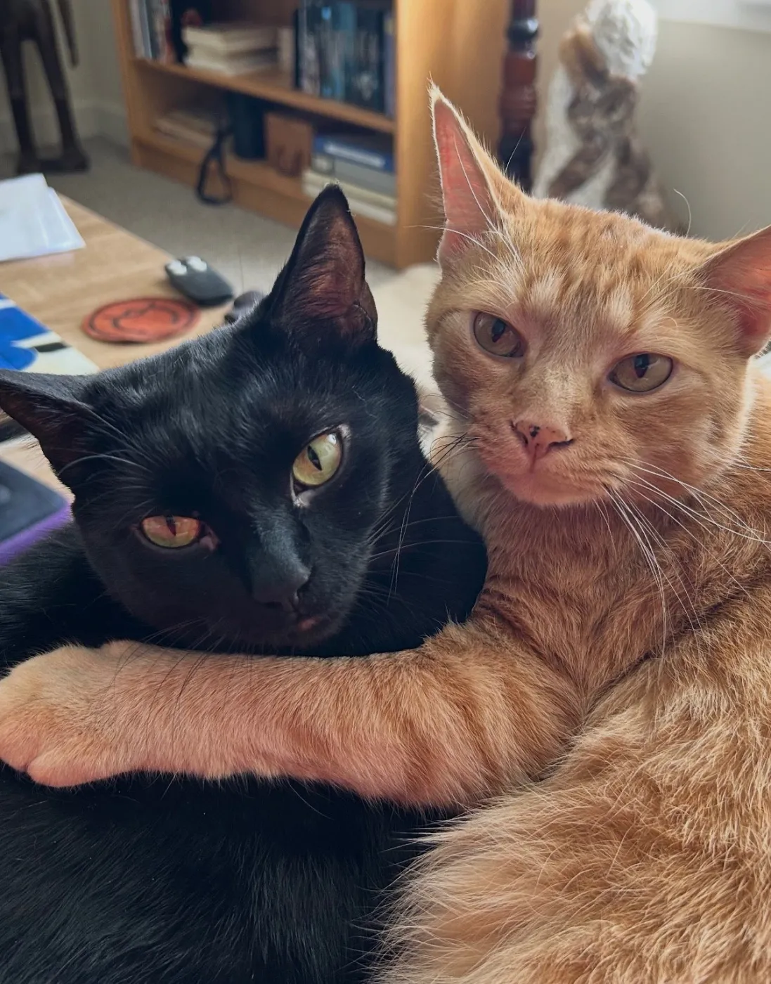 Loki & Baldur - Photo 1