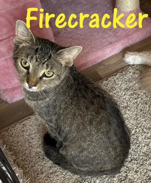 Firecracker - Photo 1