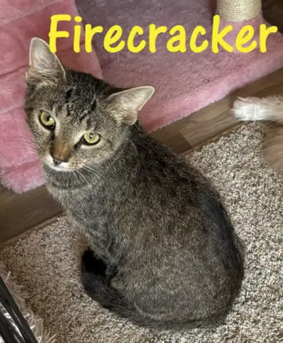 Firecracker