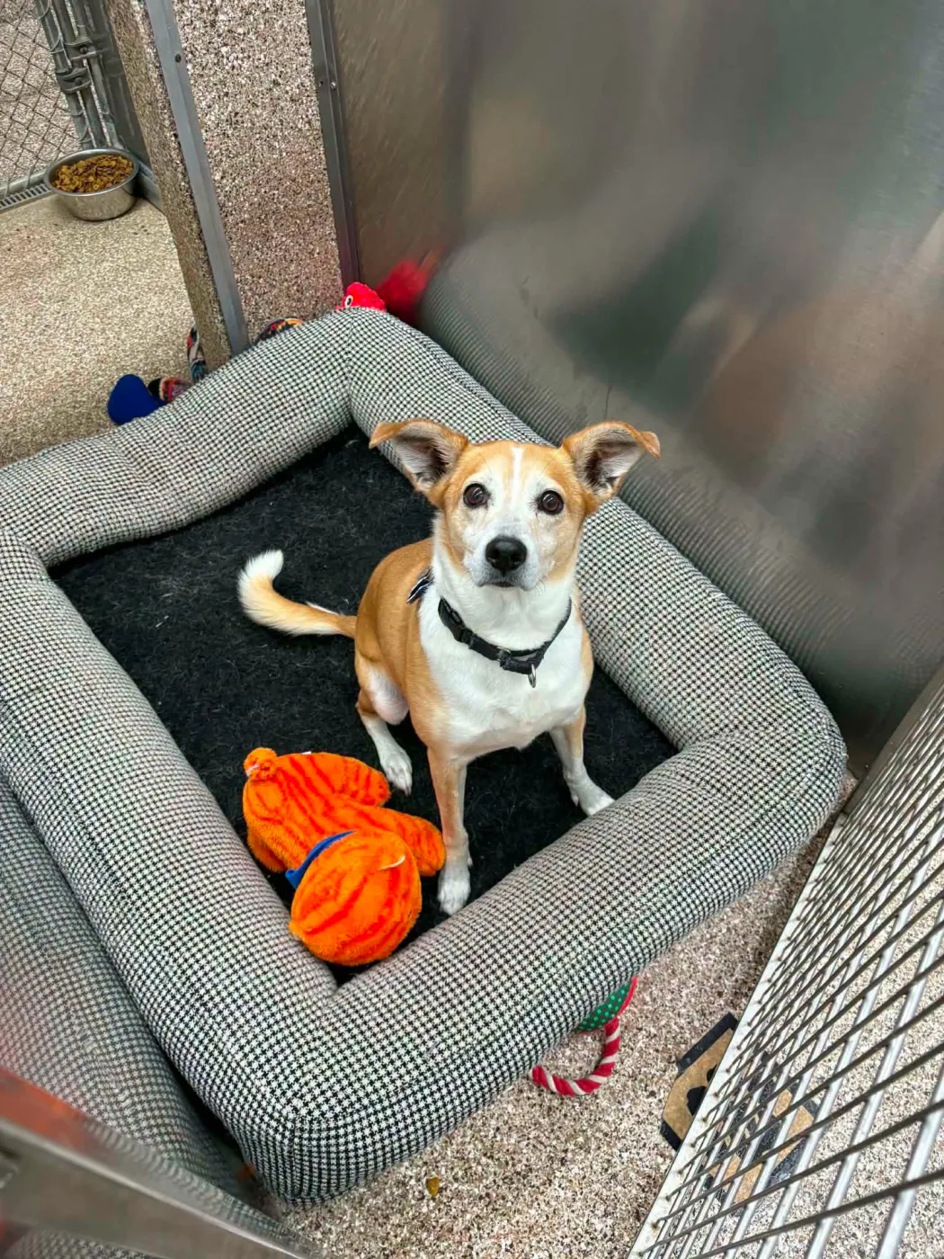 Desi - Photo 1