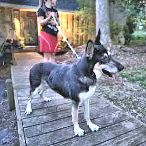 Millie - Photo 1