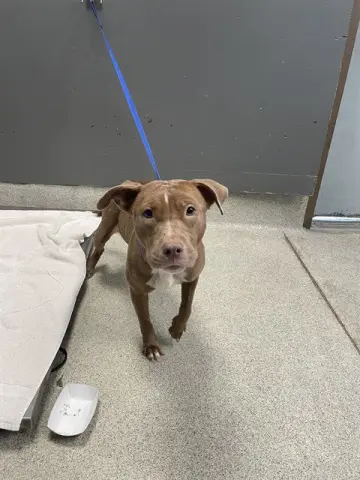 Nova