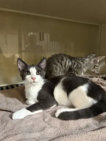 Astro
