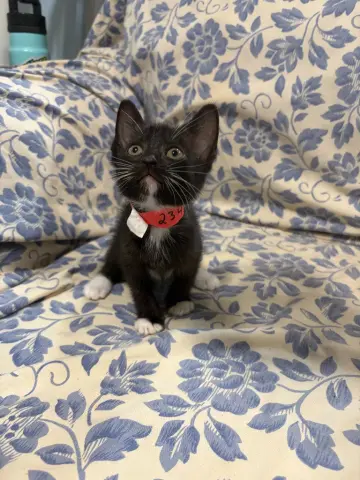 Loki