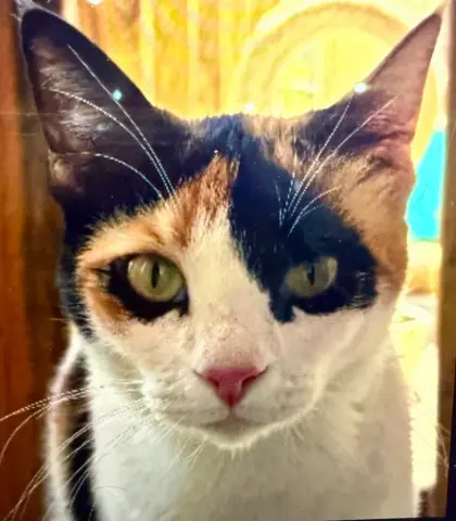 Paprika