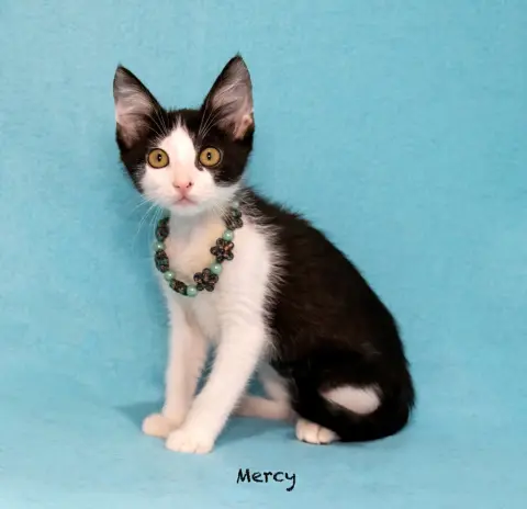 Mercy