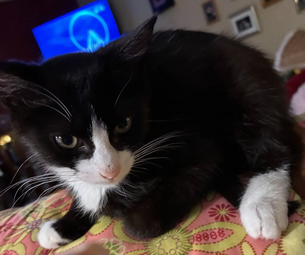 Bandit - Photo 1