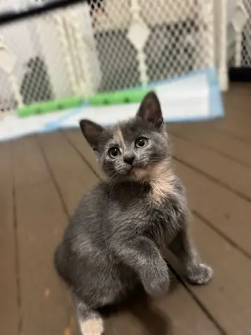 Wynonna