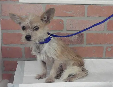 Chico