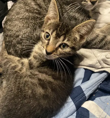 Catra