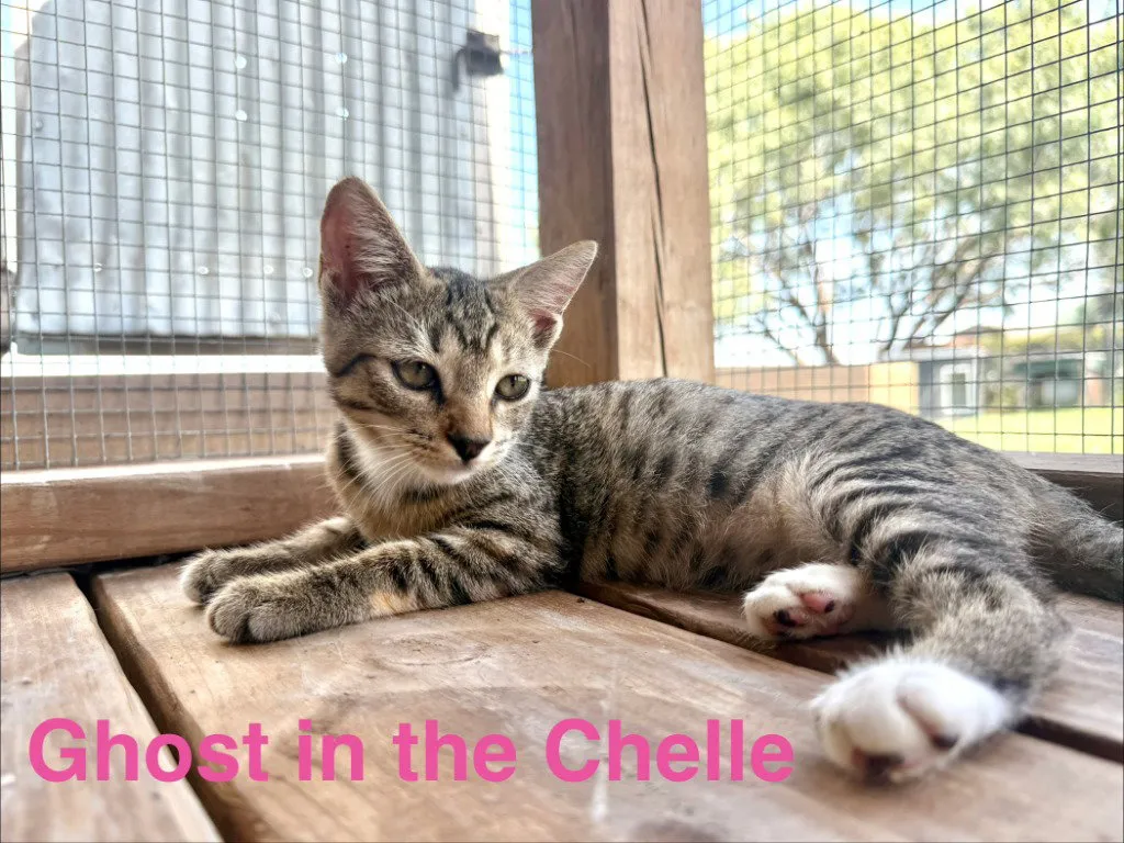 Ghost In The Chelle - Photo 1
