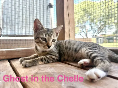Ghost In The Chelle