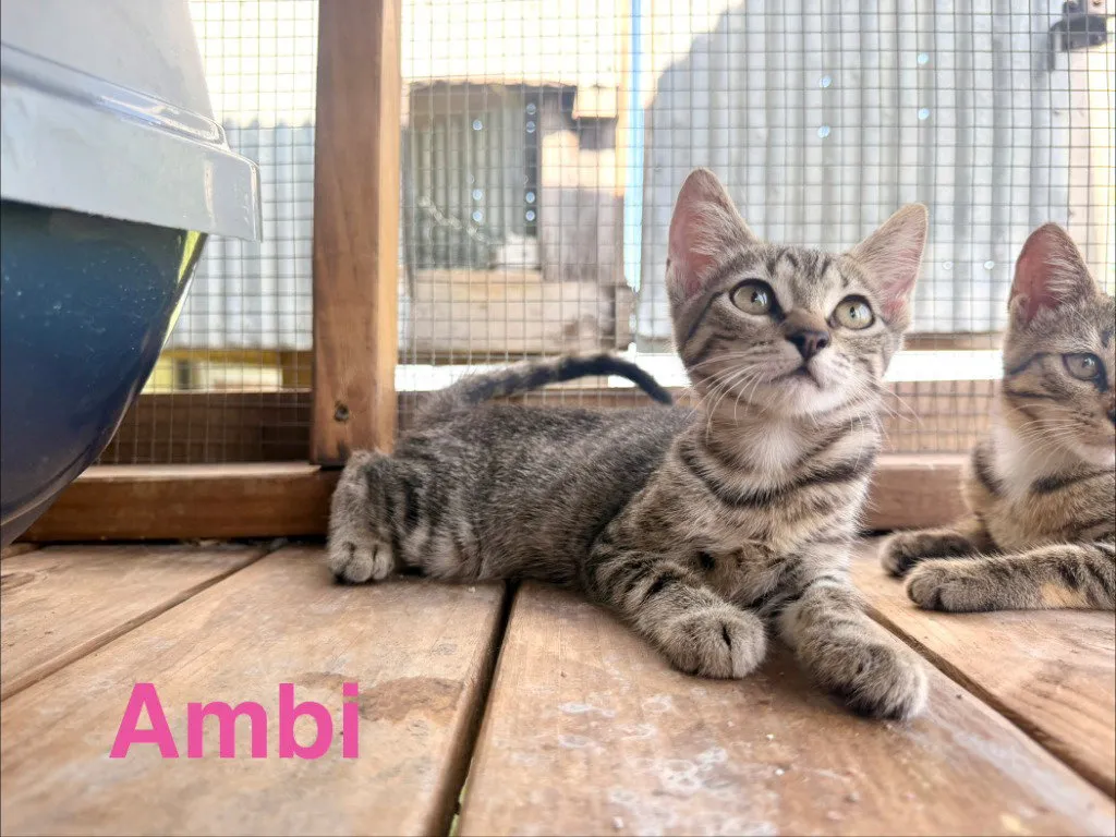 Ambi - Photo 1