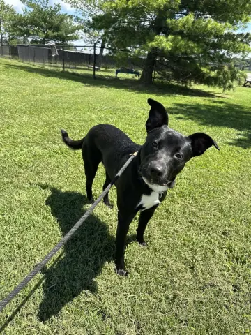 Rocket