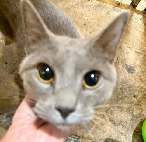 Little Man Blue
