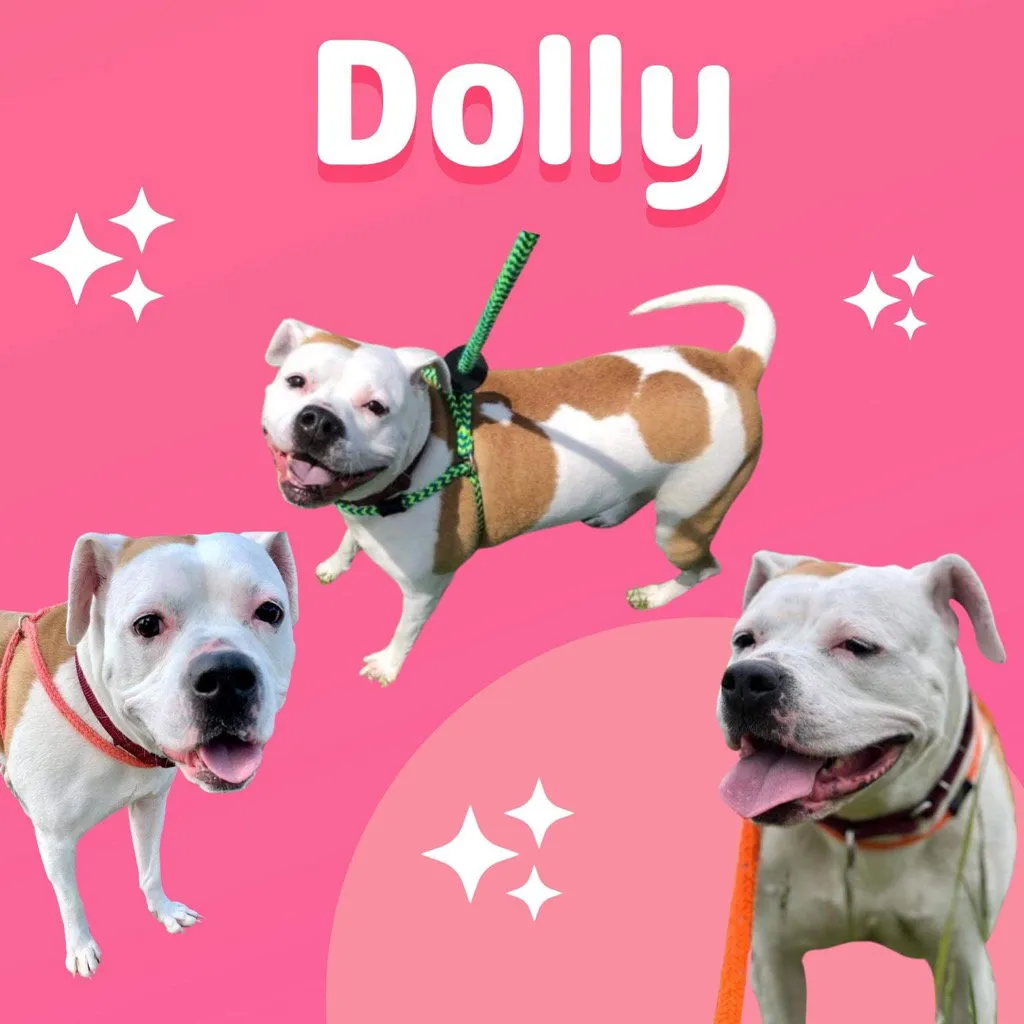 Dolly - Photo 1