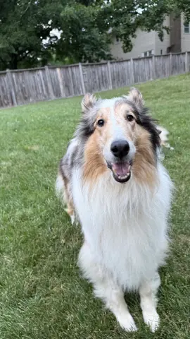 Duchess