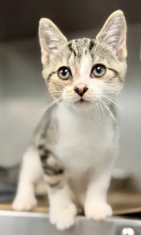Buttercup