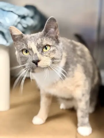 Mrs. Pickles