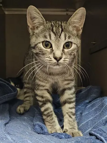 Taz
