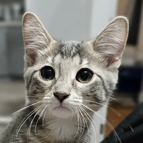 Mochi