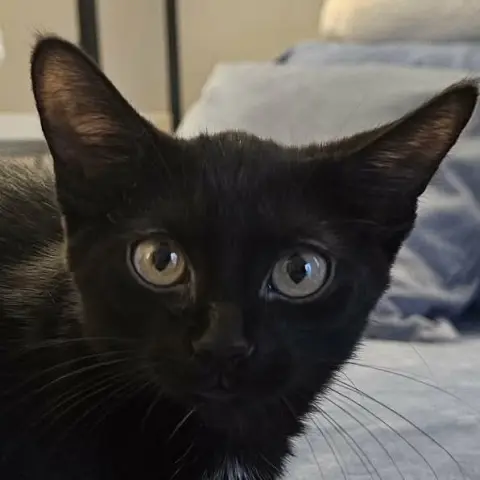 Sesame
