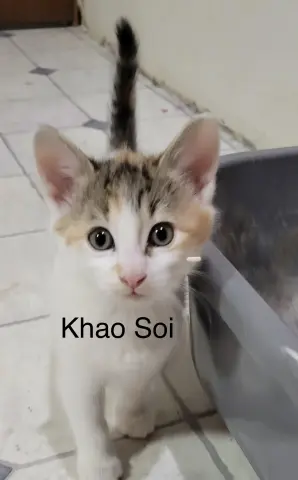 Khao Soy
