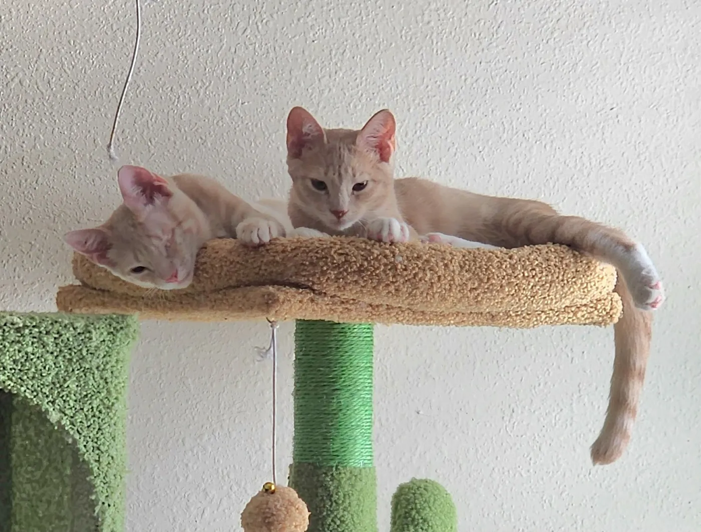 Popeye & Pirate - Photo 1