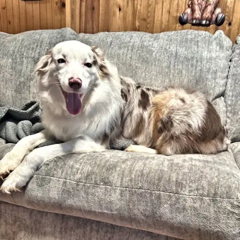 Sawyer