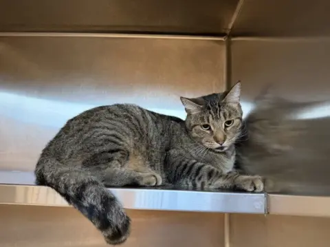 Felix