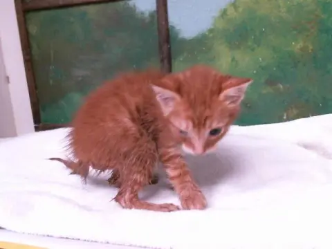 Luis