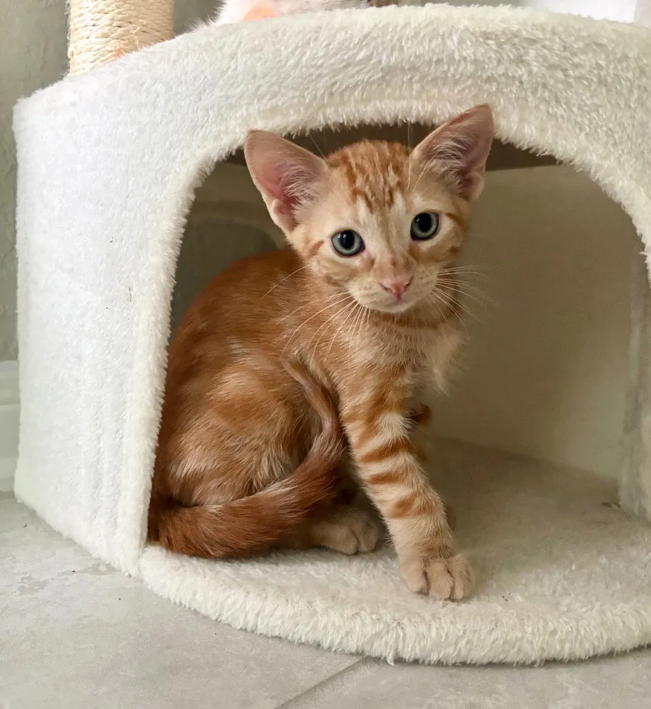 Arlo - Photo 1