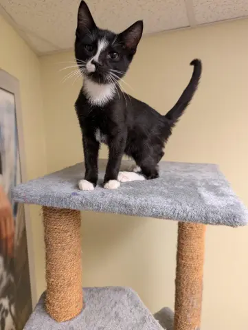 Zorro