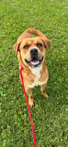 Otis