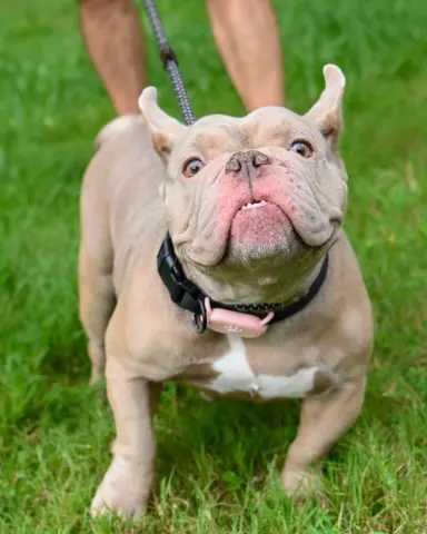 Bella