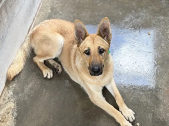 Sheba - Photo 1