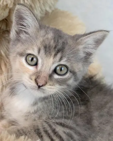 Piper