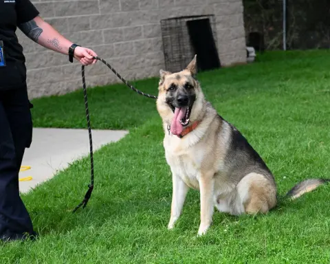 Sarge