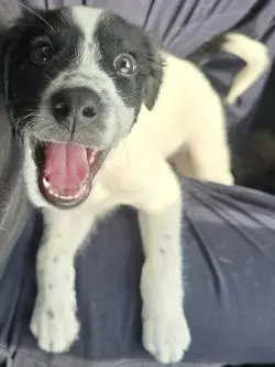 Benji