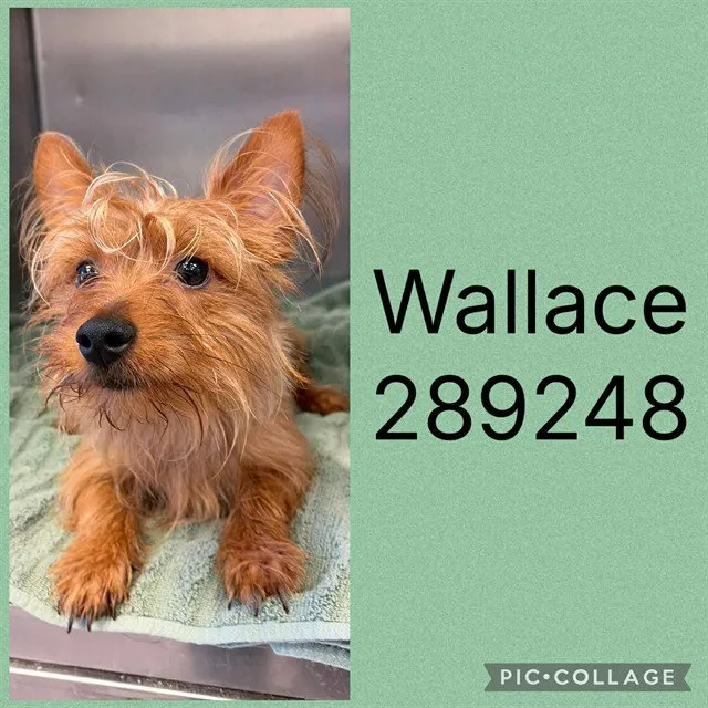 Wallace - Photo 1
