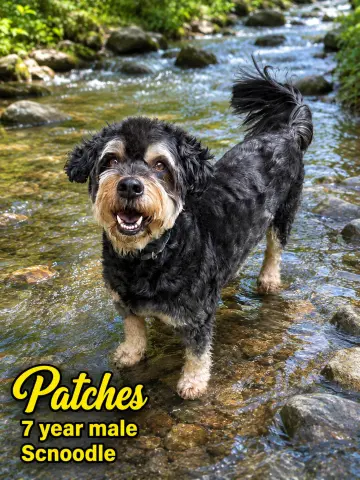 Patches