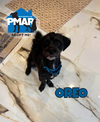 Oreo